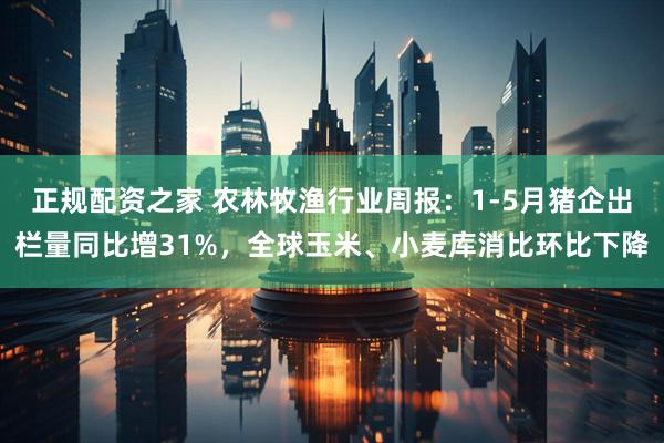 正规配资之家 农林牧渔行业周报：1-5月猪企出栏量同比增31%，全球玉米、小麦库消比环比下降